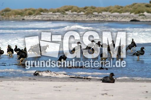 Dampfschiffente (5 von 5).jpg